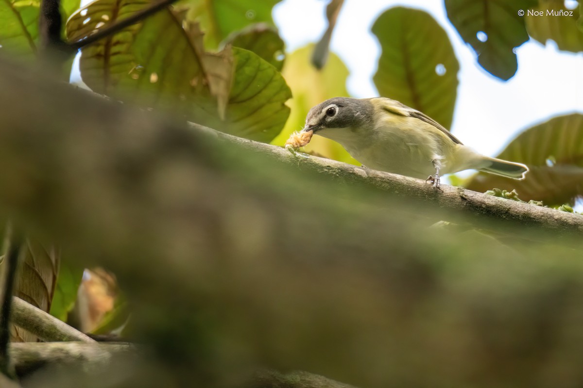 Blue-headed Vireo - ML645430528
