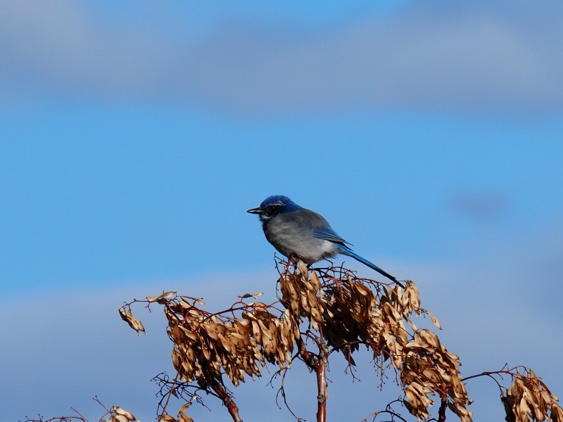 California Scrub-Jay - ML645430531