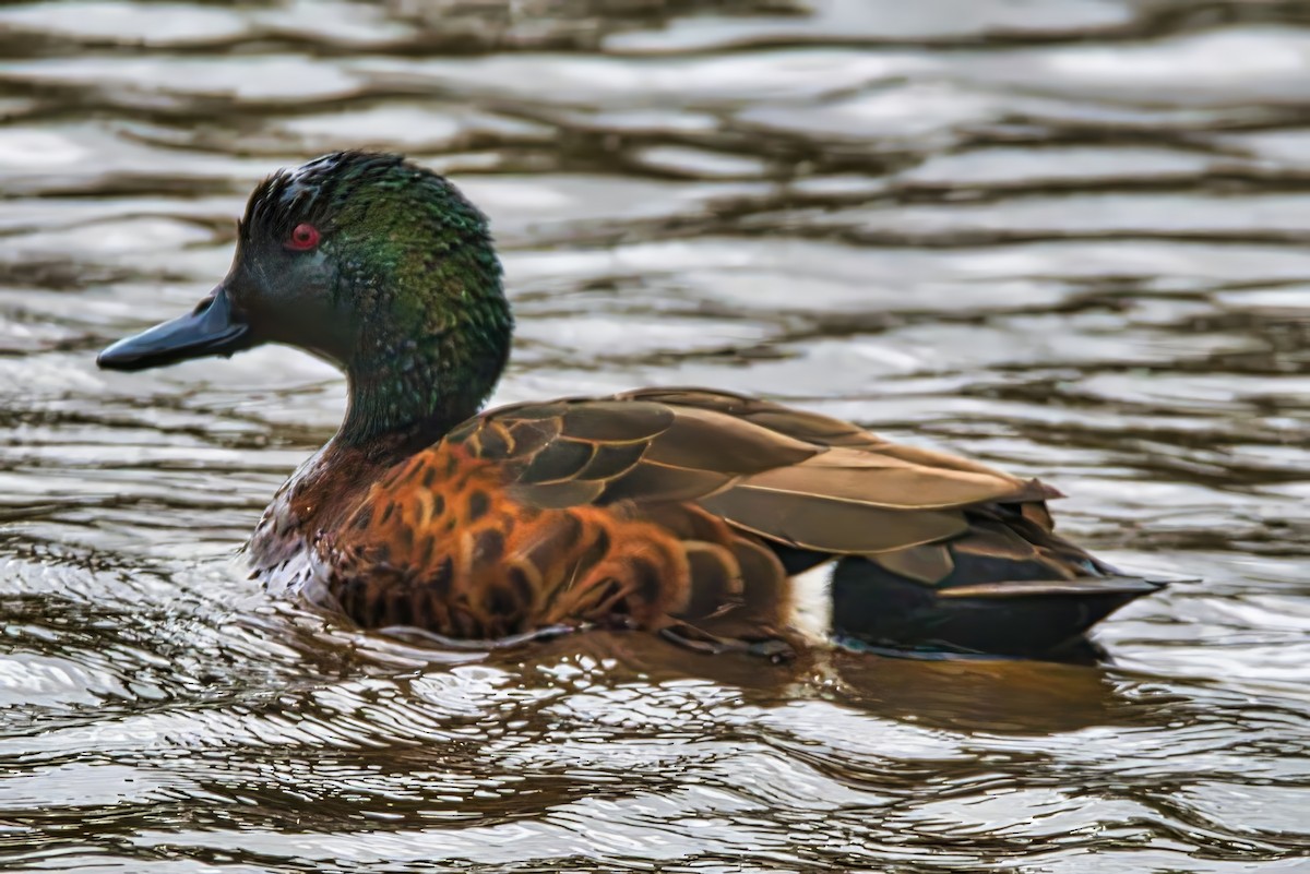 Chestnut Teal - ML645430535