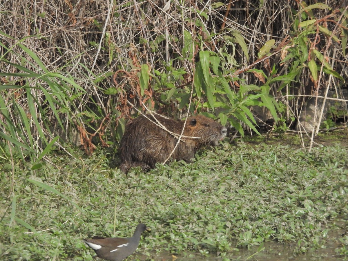Nutria - ML645430540