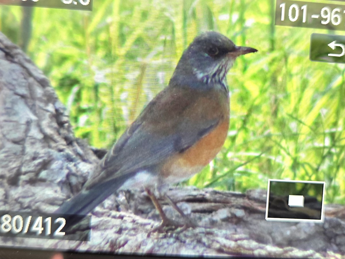 Rufous-backed Robin - ML645430566