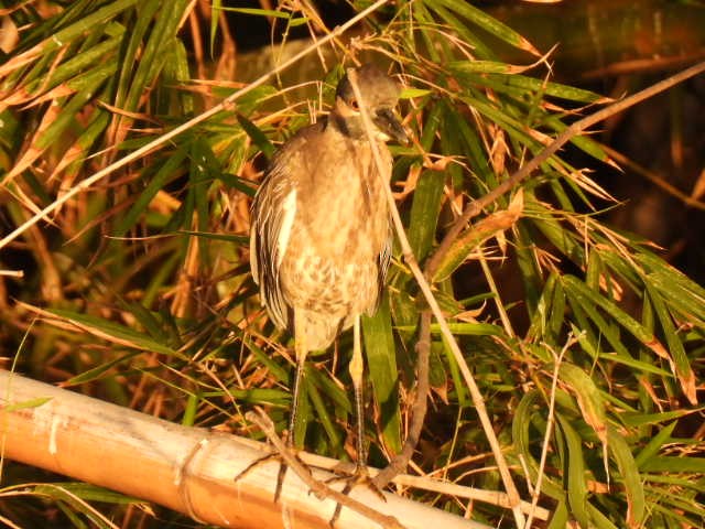אנפת לילה צהובת-כיפה - ML645430567