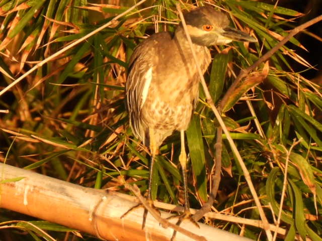 אנפת לילה צהובת-כיפה - ML645430568