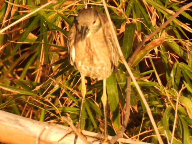 אנפת לילה צהובת-כיפה - ML645430569
