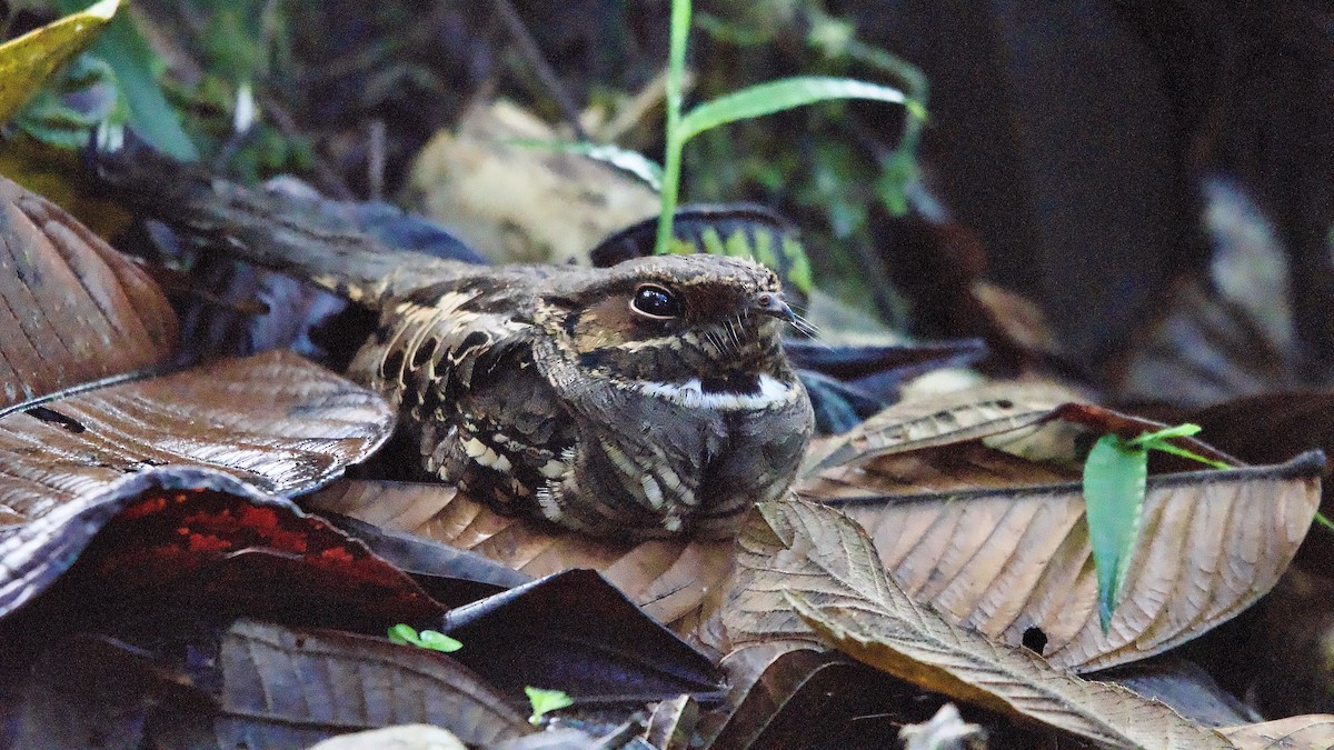 Пораке - ML645430573