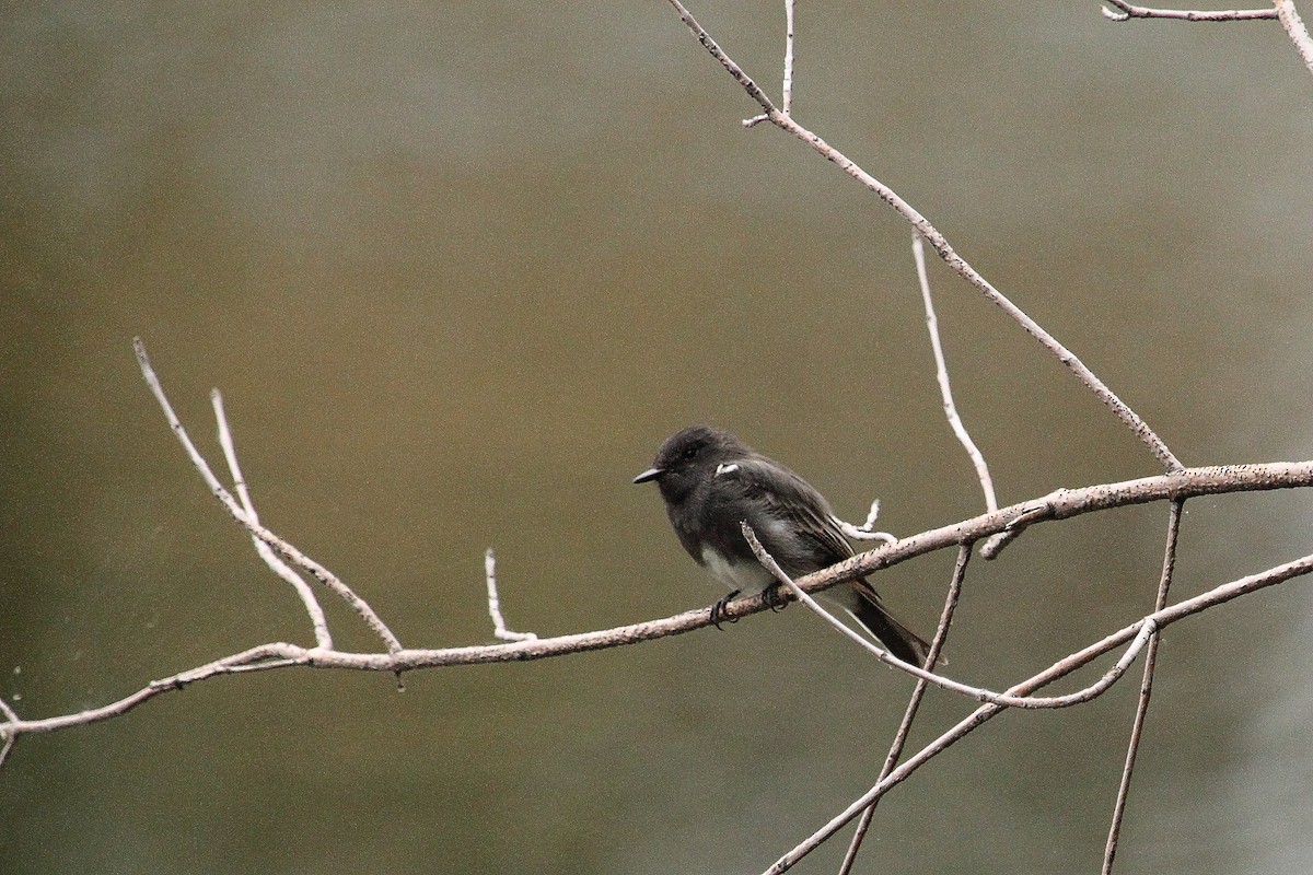 Black Phoebe - ML645430576