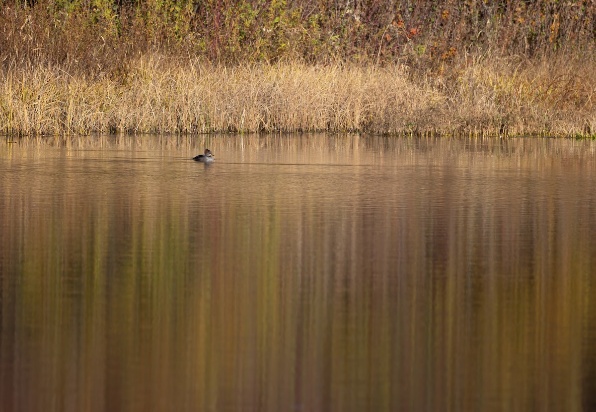 Hooded Merganser - ML645430592
