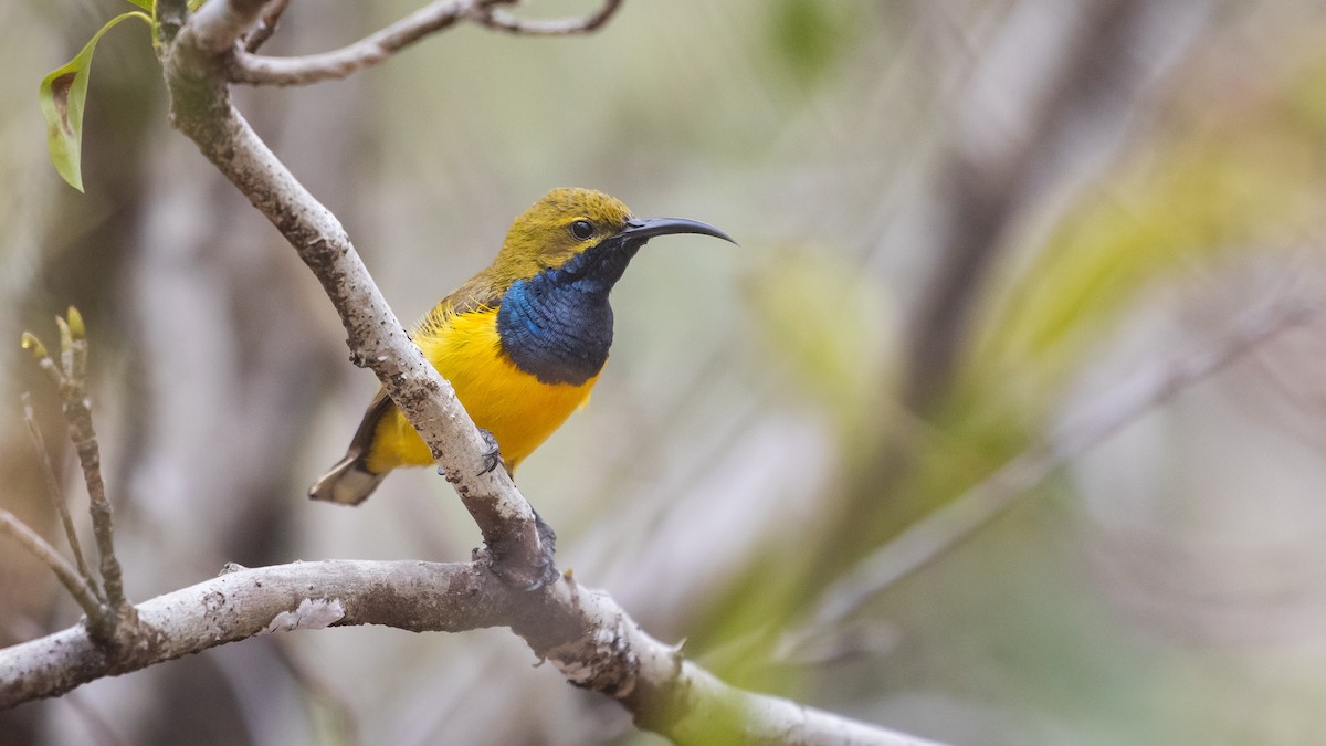 Sahul Sunbird - ML645430595