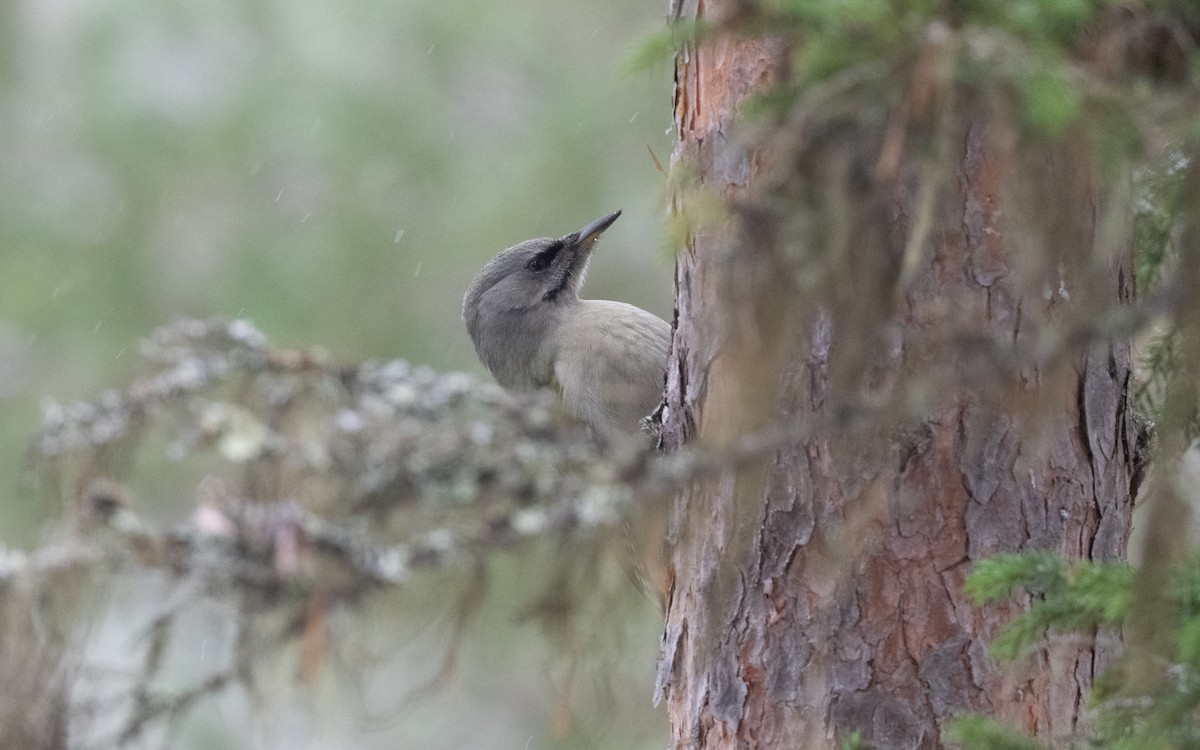 Жовна сива - ML645430597