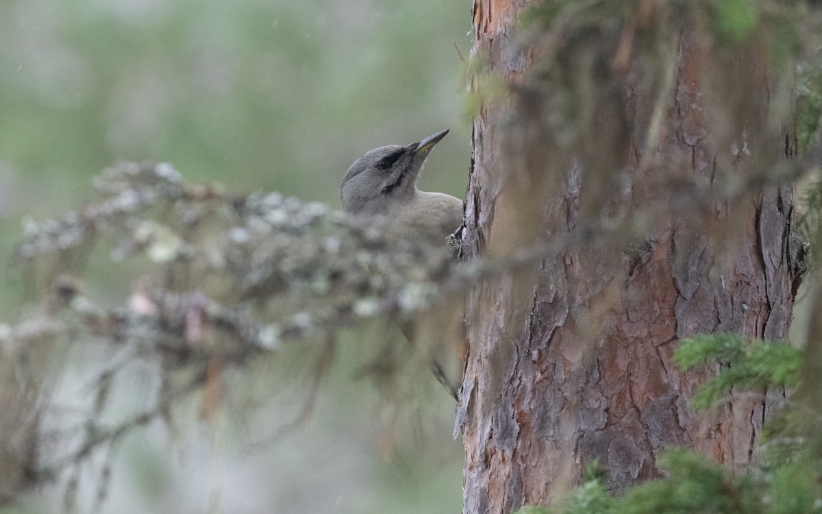 Жовна сива - ML645430598