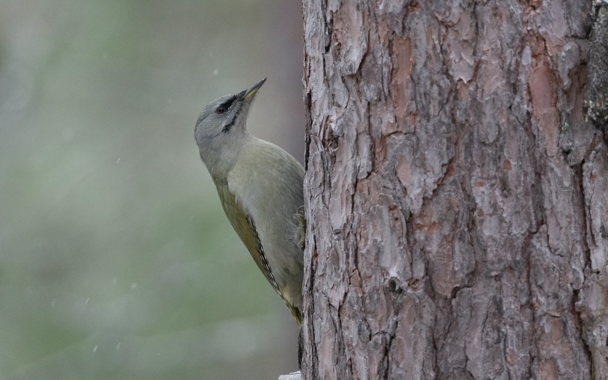 Жовна сива - ML645430599