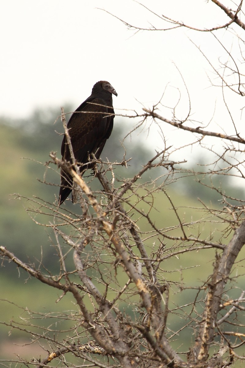 Black Vulture - ML645430608