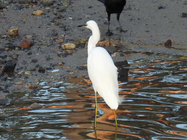 Snowy Egret - ML645430610