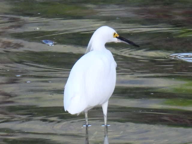 Snowy Egret - ML645430611