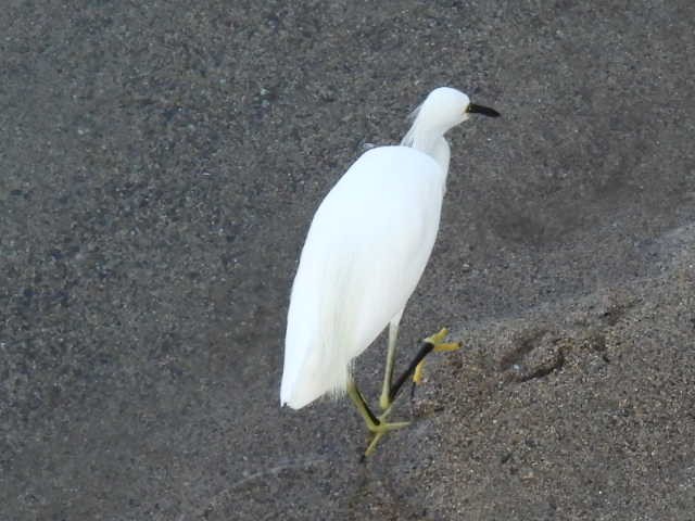 Snowy Egret - ML645430612