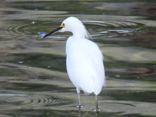Snowy Egret - ML645430613