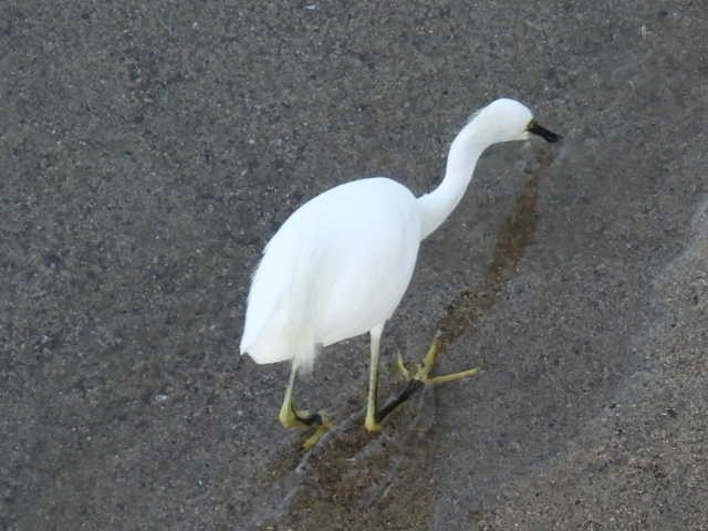 Snowy Egret - ML645430614