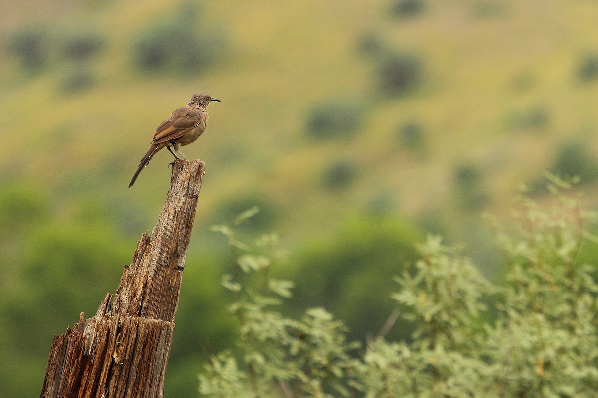 Curve-billed Thrasher - ML645430615