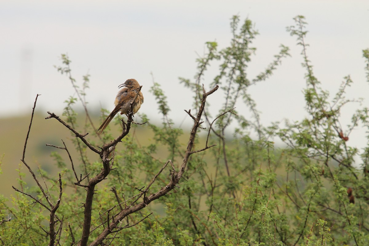 Curve-billed Thrasher - ML645430616