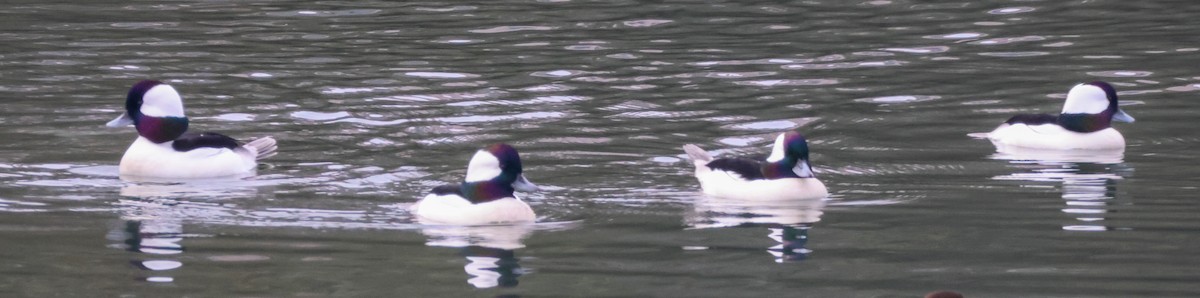 Bufflehead - ML645430617