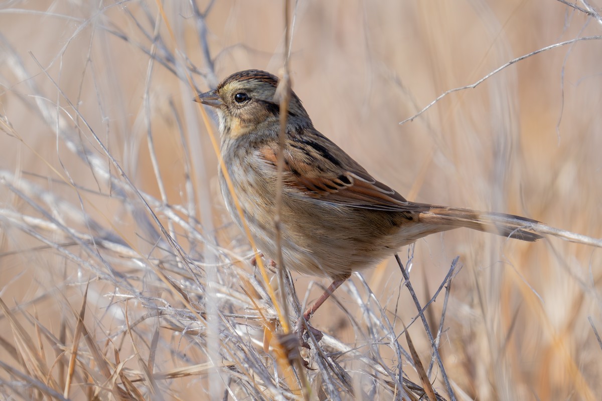 Swamp Sparrow - ML645430618