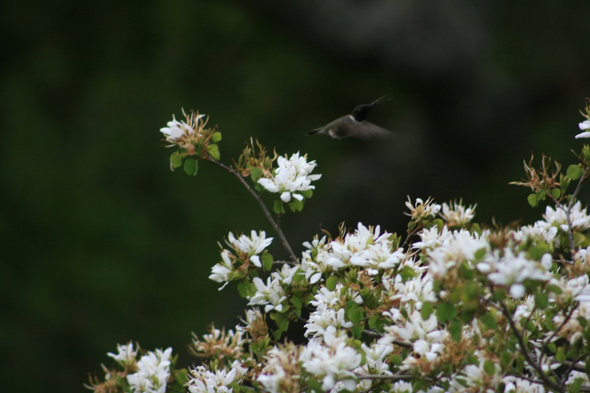 Black-chinned Hummingbird - ML645430619