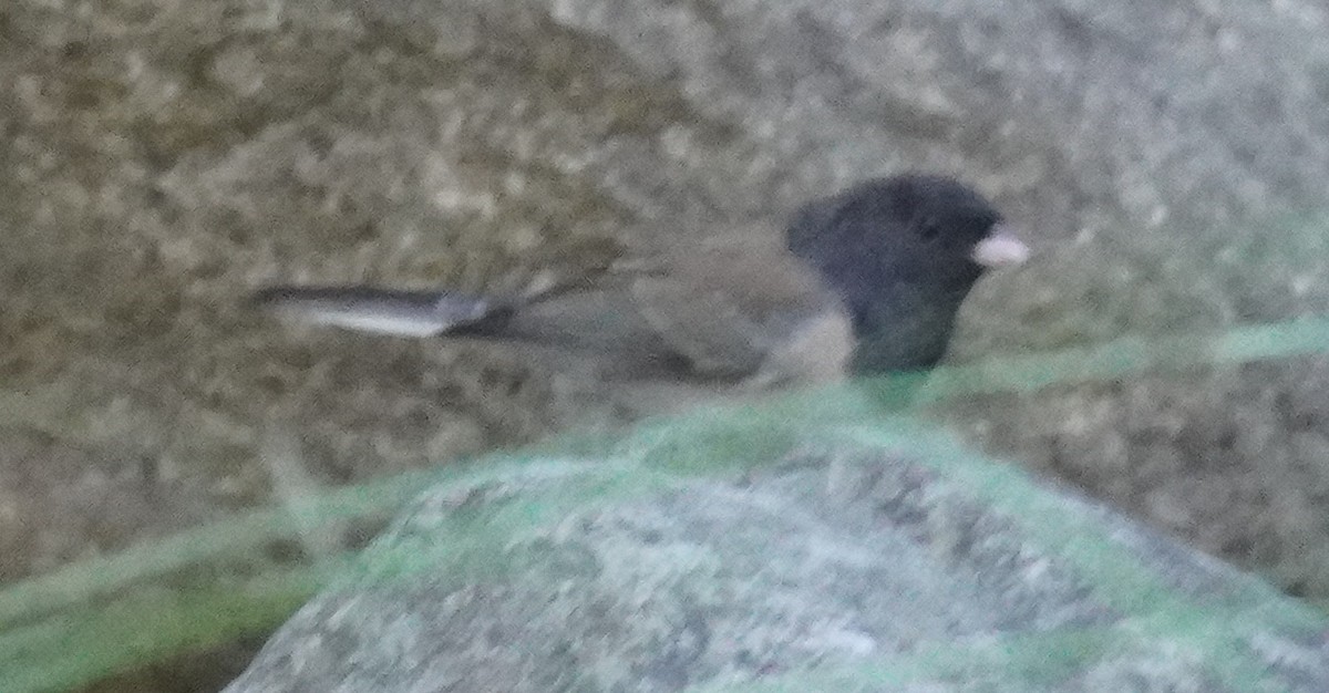 Dark-eyed Junco - ML645430620