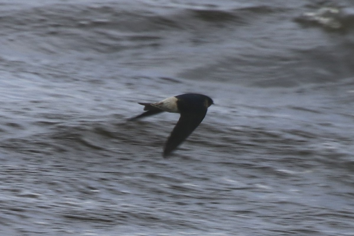 Tree Martin - ML645430621