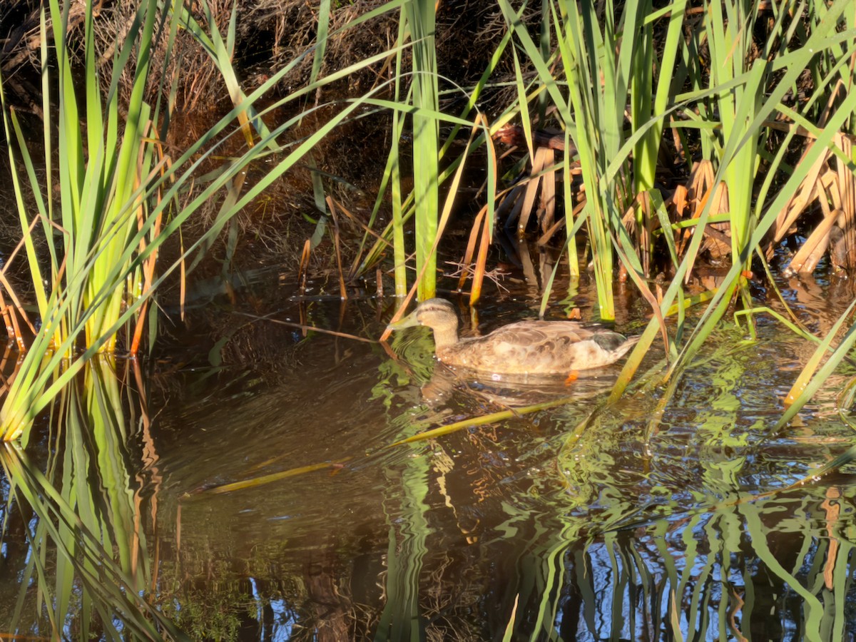Brown Teal - ML645430623