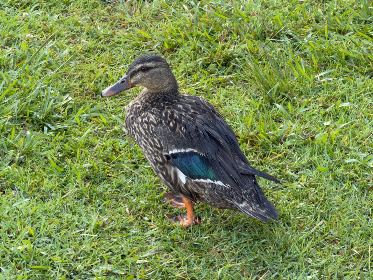 Brown Teal - ML645430624