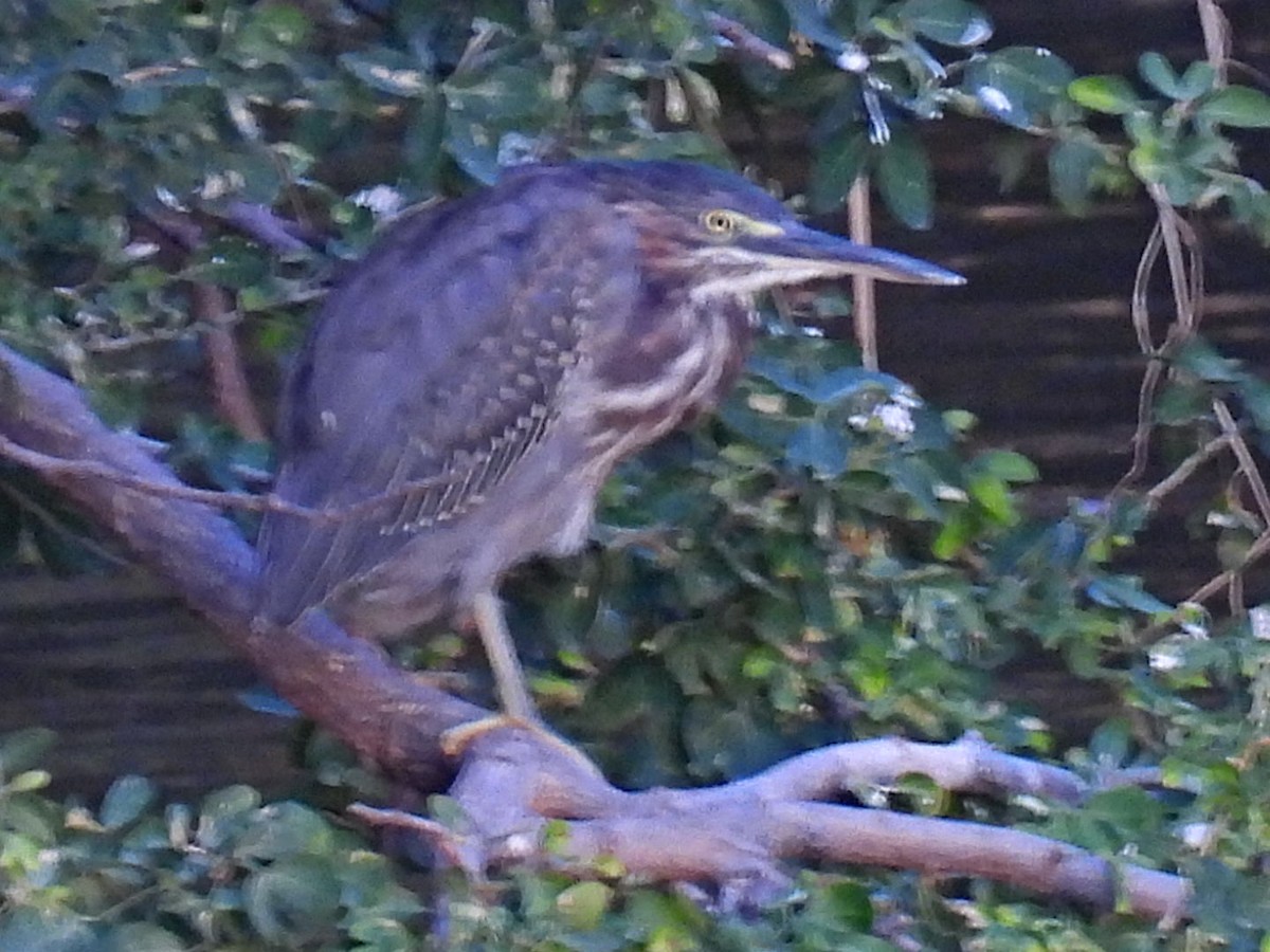 Green Heron - ML645430625