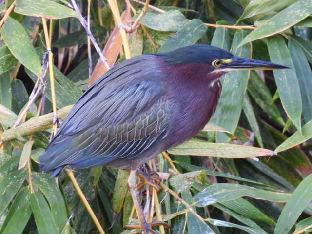 Green Heron - ML645430626