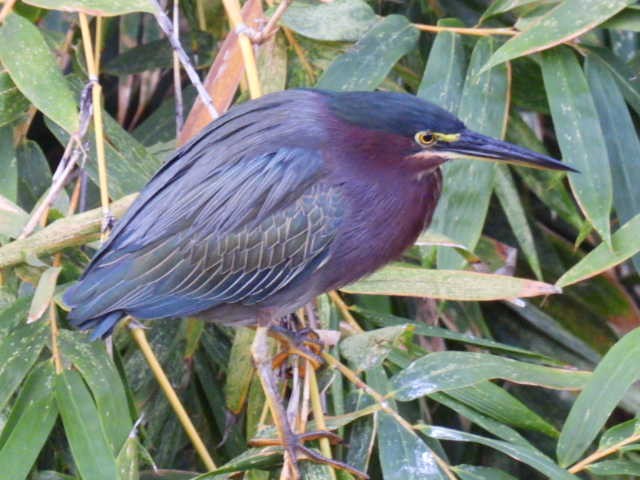 Green Heron - ML645430627