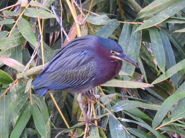 Green Heron - ML645430628