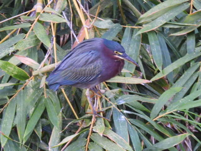 Green Heron - ML645430629