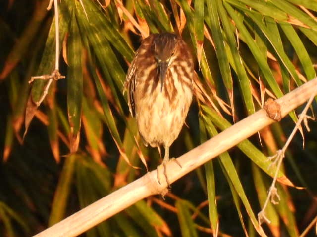 Green Heron - ML645430630