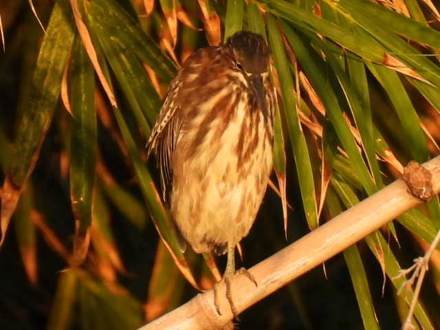 Green Heron - ML645430631