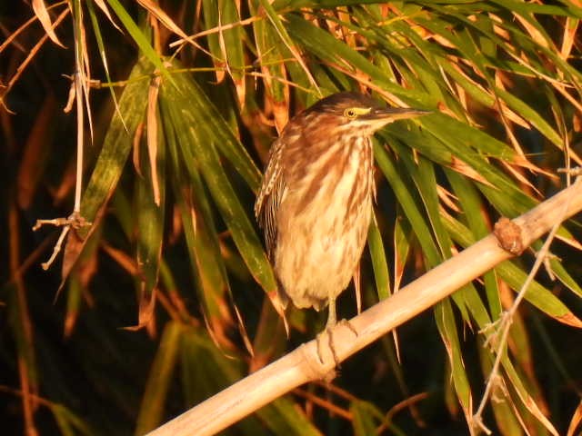 Green Heron - ML645430632