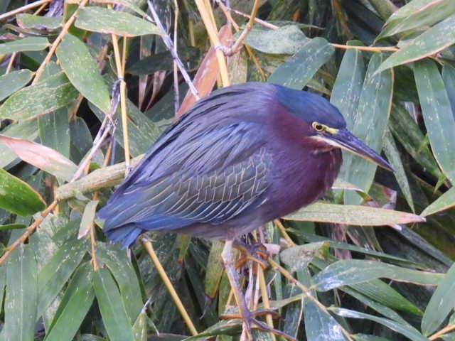 Green Heron - ML645430633