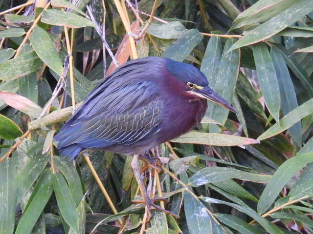 Green Heron - ML645430634