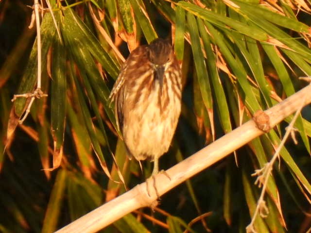 Green Heron - ML645430635