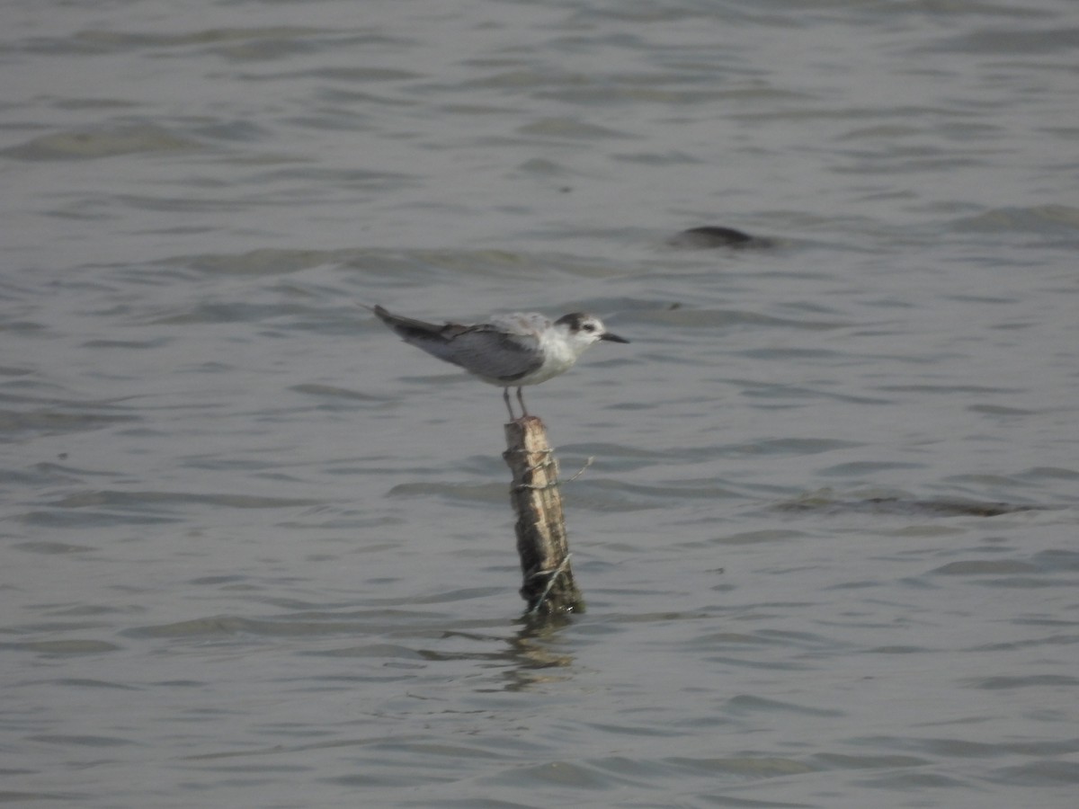 黑腹燕鷗 - ML645430637