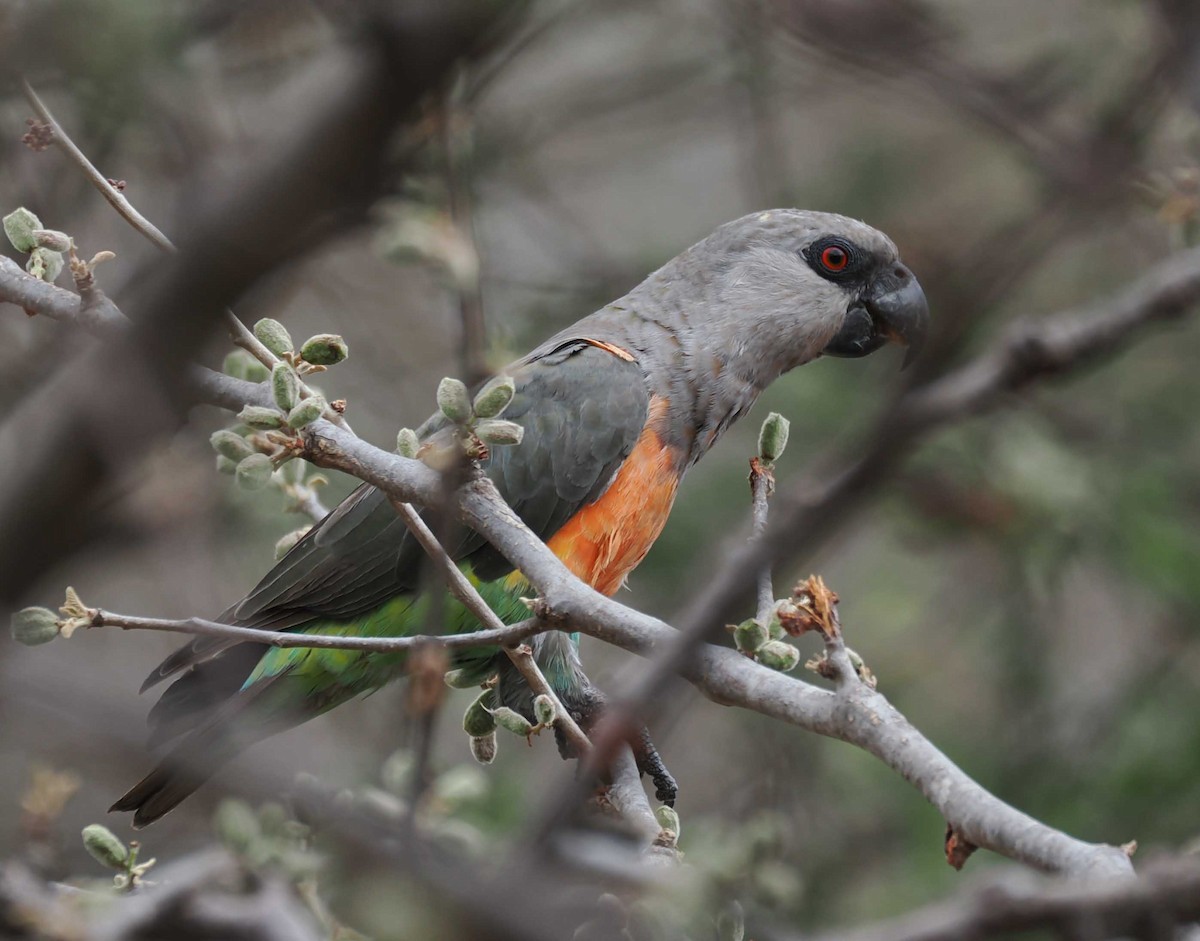 Red-fronted Parrot - ML645430638
