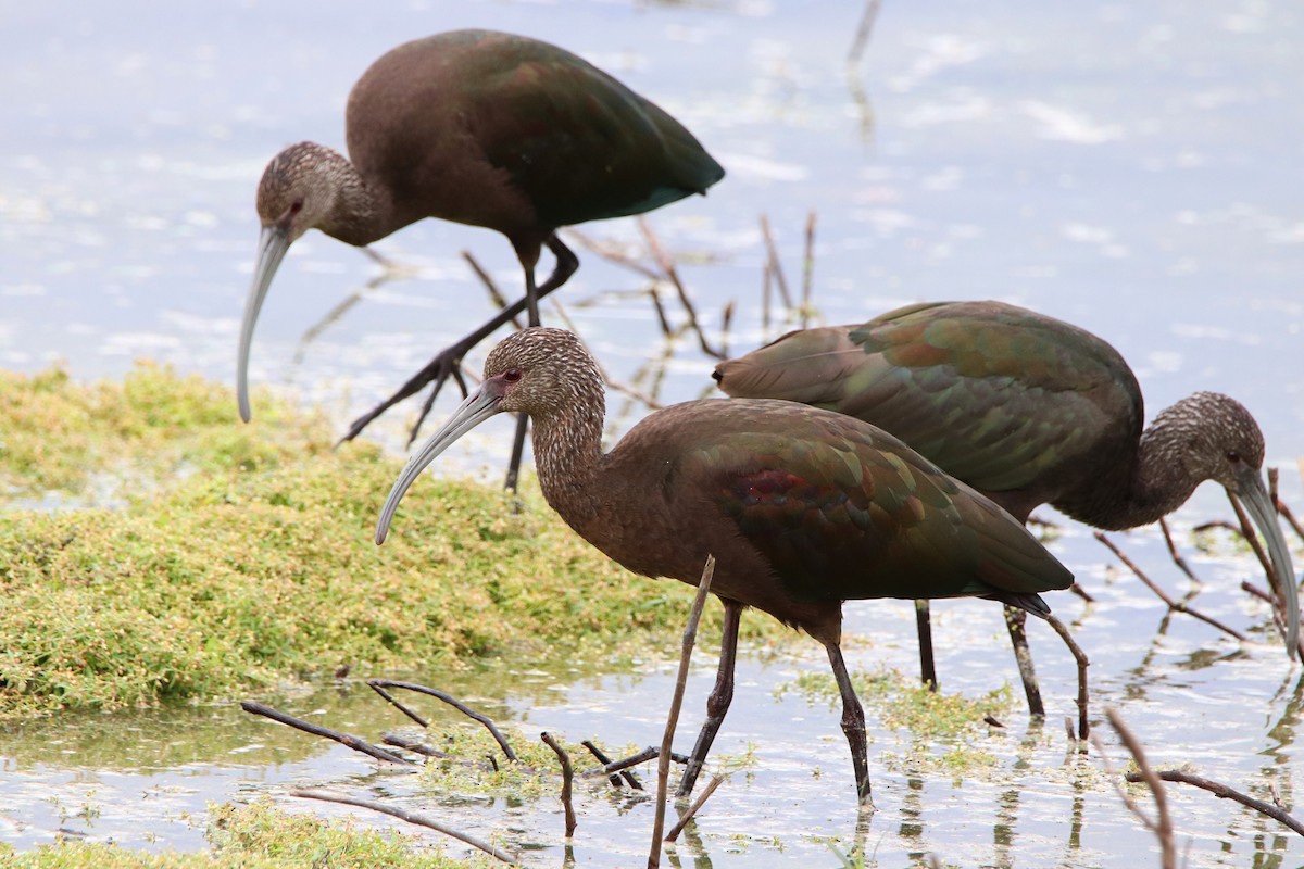 White-faced Ibis - ML645430639