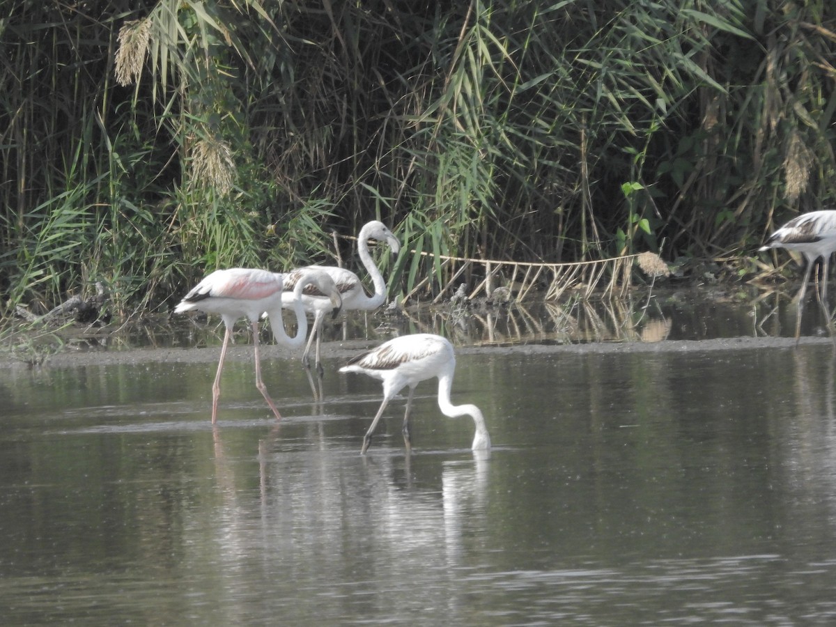 大紅鸛 - ML645430651