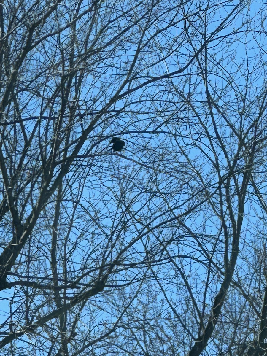 American Crow - ML645430652