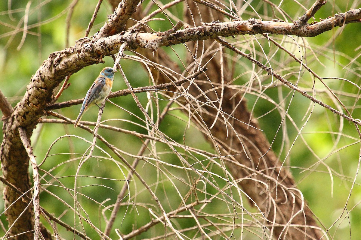 Lazuli Bunting - ML645430654