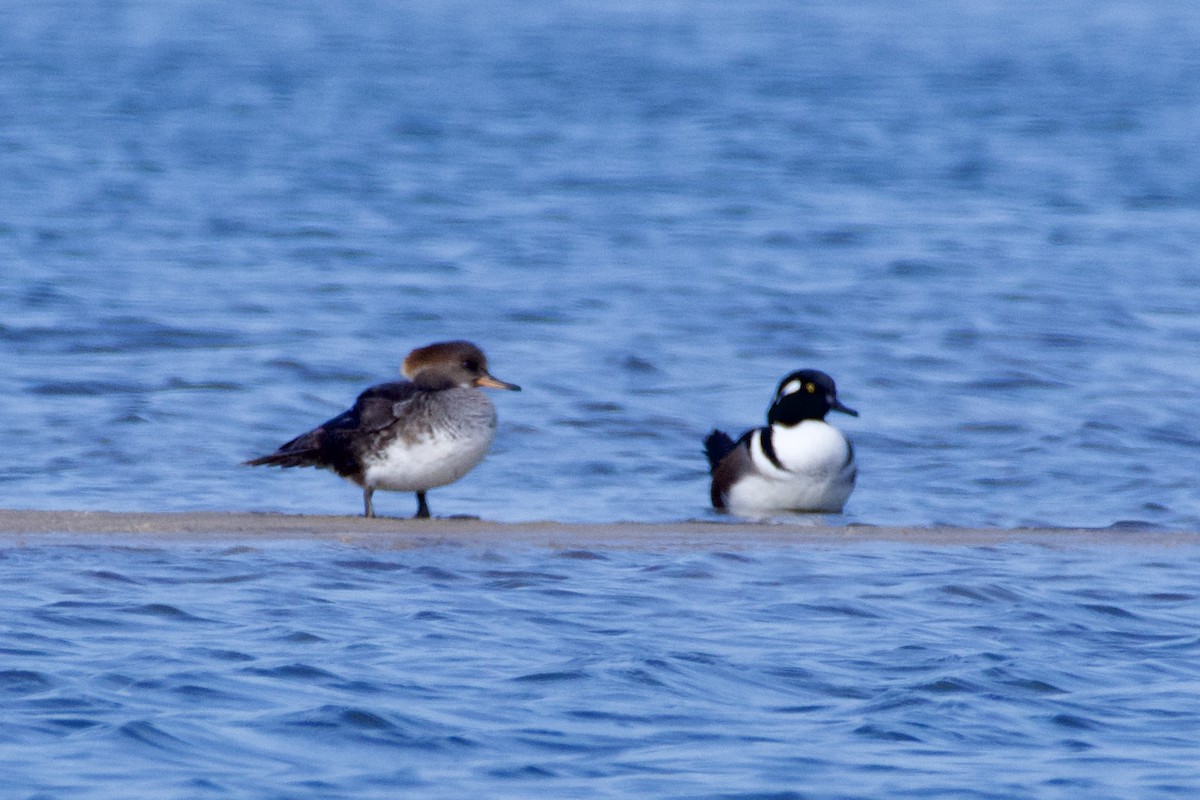 Hooded Merganser - ML645430656