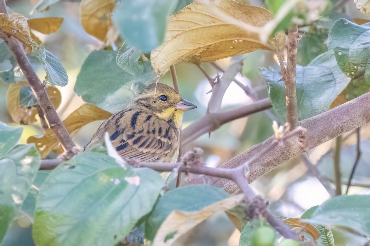 Black-faced Bunting - Kalpesh Krishna