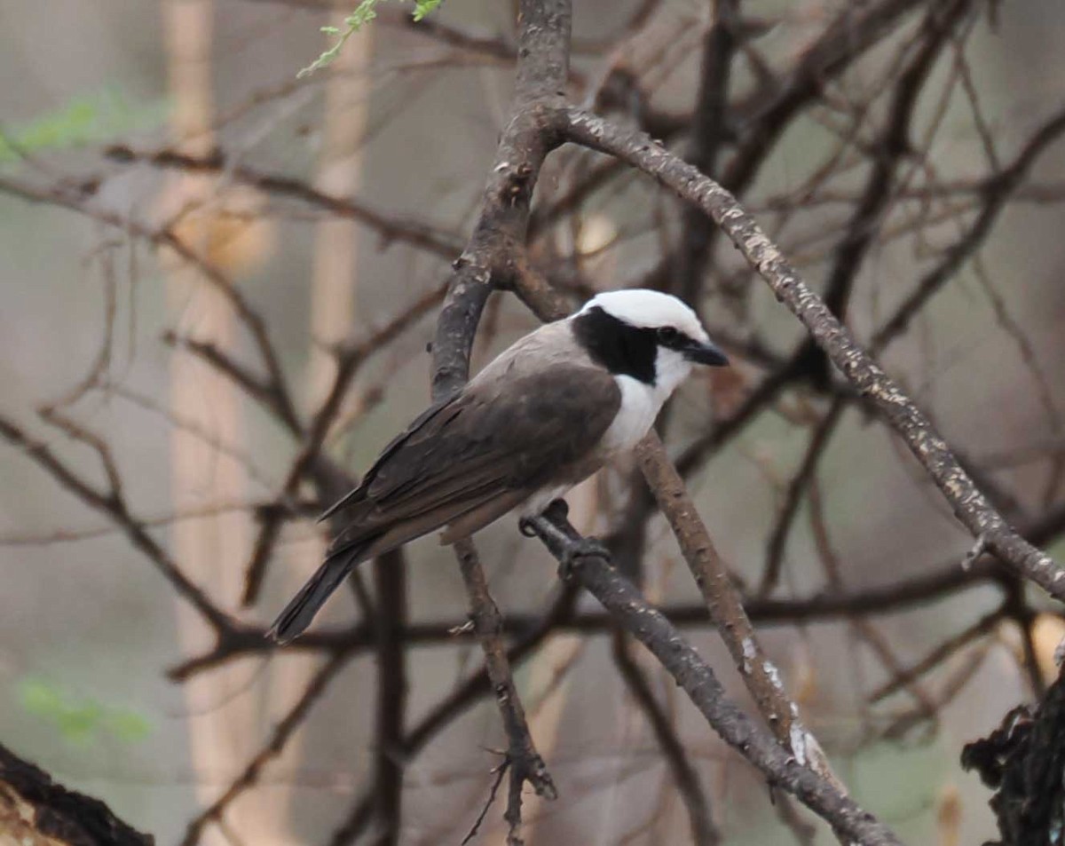 White-rumped Shrike - ML645430658